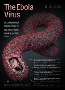 New Improved Ebola Multi-Armored Virus